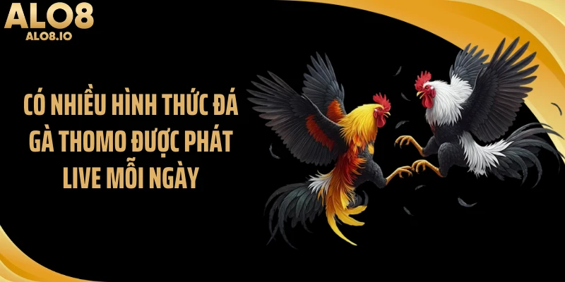 Có nhiều hình thức đá gà thomo được phát live mỗi ngày